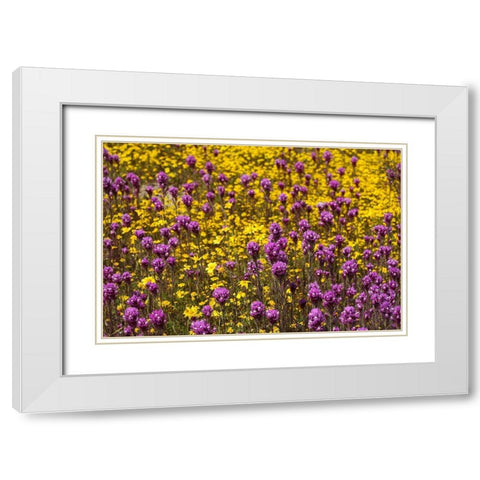 California Owls clover and a variety of yellow flowers fill a meadow in Carrizo Plain NM White Modern Wood Framed Art Print with Double Matting by Tharp, Brenda