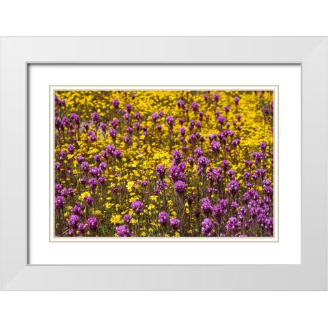 California Owls clover and a variety of yellow flowers fill a meadow in Carrizo Plain NM White Modern Wood Framed Art Print with Double Matting by Tharp, Brenda