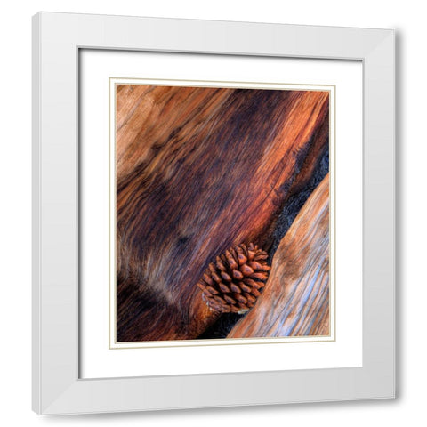 USA- California. White Mountains Bristle Cone Pine and Pine Cone. White Modern Wood Framed Art Print with Double Matting by Gulin, Darrell