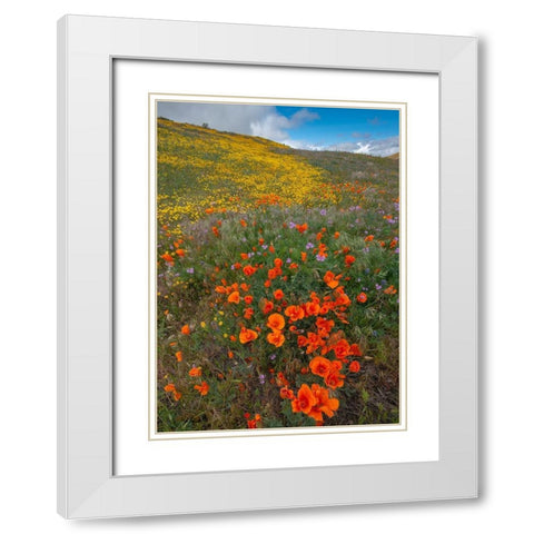 Orange Poppies-Goldfields and Filaree are protected from Wind near Lancaster and Antelope Valley White Modern Wood Framed Art Print with Double Matting by Garber, Howie