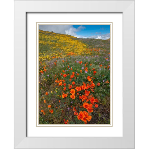 Orange Poppies-Goldfields and Filaree are protected from Wind near Lancaster and Antelope Valley White Modern Wood Framed Art Print with Double Matting by Garber, Howie