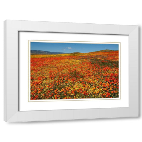 Hillside filled with Goldfields and California poppies near Lancaster and Antelope Valley White Modern Wood Framed Art Print with Double Matting by Garber, Howie