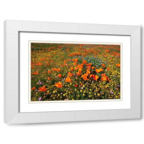California-superbloom hillside near Lancaster-Yellow Goldfields-blue and purple filaree and Lupine White Modern Wood Framed Art Print with Double Matting by Garber, Howie