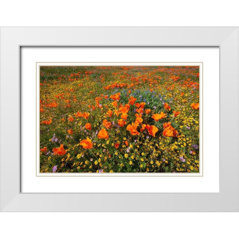 California-superbloom hillside near Lancaster-Yellow Goldfields-blue and purple filaree and Lupine White Modern Wood Framed Art Print with Double Matting by Garber, Howie