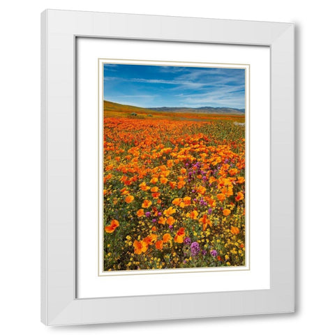 California-Owls Clover-Goldfields and California poppies on hillside near Lancaster-California White Modern Wood Framed Art Print with Double Matting by Garber, Howie