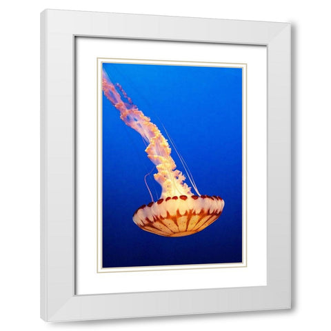 California-Monterey-Monterey Bay Aquarium-Jellyfish swimming White Modern Wood Framed Art Print with Double Matting by Looney, Hollice