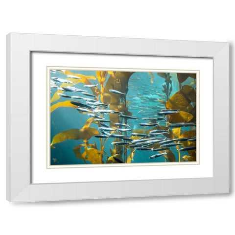 California-Monterey-Monterey Bay Aquarium-School of Pacific Sardines swimming among kelp White Modern Wood Framed Art Print with Double Matting by Looney, Hollice