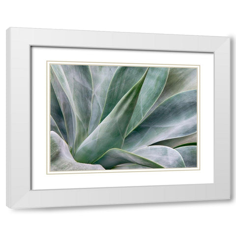 California-San Diego Agave plant (Agavaceae) White Modern Wood Framed Art Print with Double Matting by Eggers, Julie