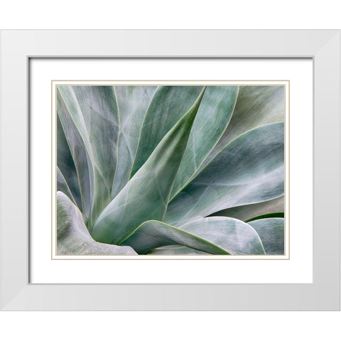 California-San Diego Agave plant (Agavaceae) White Modern Wood Framed Art Print with Double Matting by Eggers, Julie
