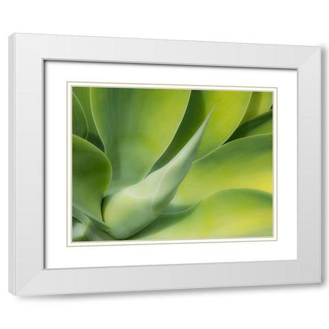 California-San Diego Close up of an Agave plant (Agavaceae) White Modern Wood Framed Art Print with Double Matting by Eggers, Julie
