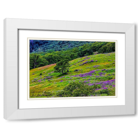 USA-California-Crescent City-Redwoods National Park-Bold Hills White Modern Wood Framed Art Print with Double Matting by Restuccia, Joe III