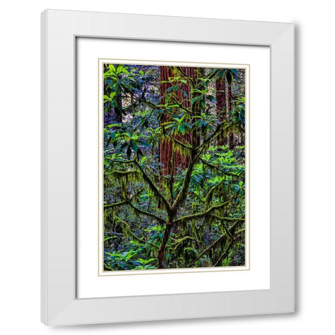 California-USA-Jedediah Smith Redwoods State Park-Redwoods National Park White Modern Wood Framed Art Print with Double Matting by Restuccia, Joe III
