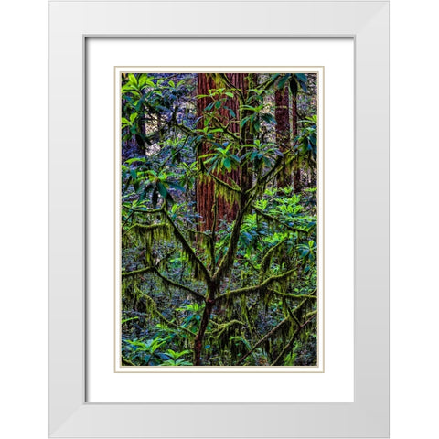 California-USA-Jedediah Smith Redwoods State Park-Redwoods National Park White Modern Wood Framed Art Print with Double Matting by Restuccia, Joe III