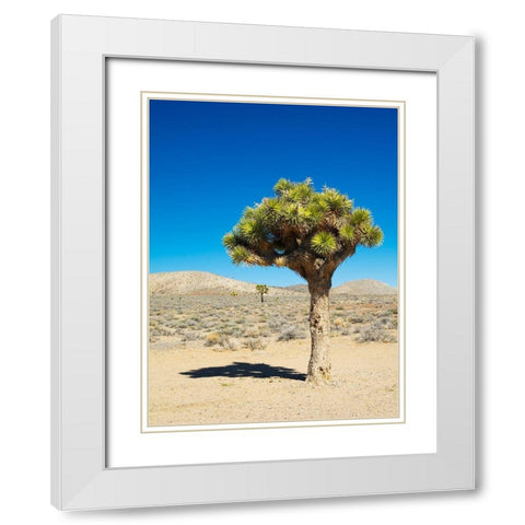 California Joshua Trees White Modern Wood Framed Art Print with Double Matting by Wild, Jamie and Judy