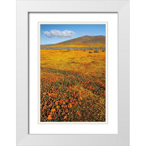 California Fields of California Poppy-Goldfields with clouds-Antelope Valley White Modern Wood Framed Art Print with Double Matting by Zimmerman, Judith
