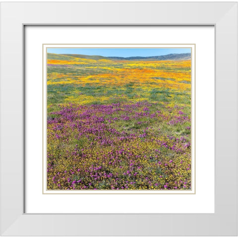 California Fields of California Poppy-Goldfields-Owls Clover-Antelope Valley White Modern Wood Framed Art Print with Double Matting by Zimmerman, Judith