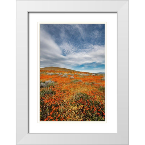California Fields of California Poppy-Goldfields with clouds-Antelope Valley White Modern Wood Framed Art Print with Double Matting by Zimmerman, Judith