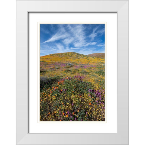 California Fields of California Poppy-Goldfields-Owls Clover with clouds-Antelope Valley White Modern Wood Framed Art Print with Double Matting by Zimmerman, Judith