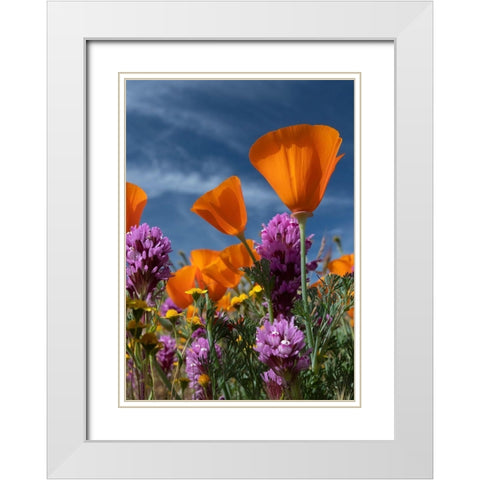 California California Poppy-Goldfields-Owls Clover against the sky-Antelope Valley White Modern Wood Framed Art Print with Double Matting by Zimmerman, Judith