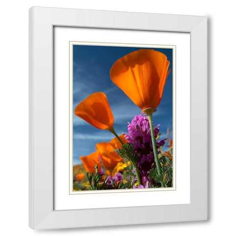 California California Poppy-Goldfields-and Owls Clover-Antelope Valley California Poppy Reserve White Modern Wood Framed Art Print with Double Matting by Zimmerman, Judith