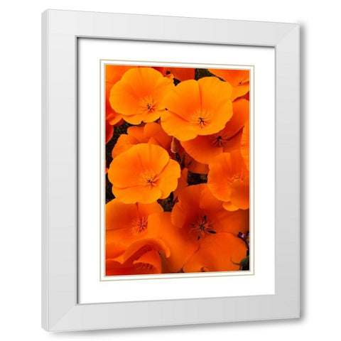 California California Poppy detail-Antelope Valley White Modern Wood Framed Art Print with Double Matting by Zimmerman, Judith