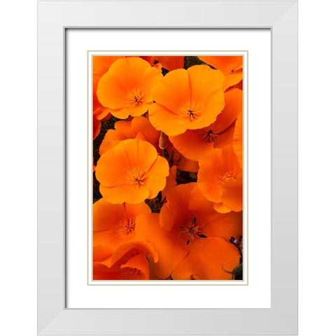 California California Poppy detail-Antelope Valley White Modern Wood Framed Art Print with Double Matting by Zimmerman, Judith
