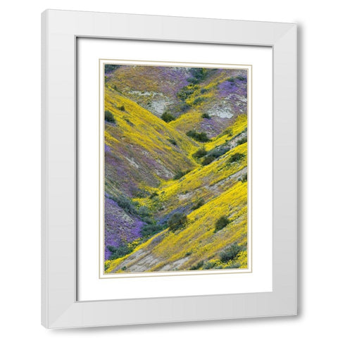 California Common Hillside Daisy and phacelia-Carrizo Plain National Monument White Modern Wood Framed Art Print with Double Matting by Zimmerman, Judith