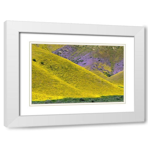 California Common Hillside Daisy and phacelia-Carrizo Plain National Monument White Modern Wood Framed Art Print with Double Matting by Zimmerman, Judith