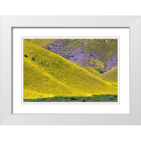 California Common Hillside Daisy and phacelia-Carrizo Plain National Monument White Modern Wood Framed Art Print with Double Matting by Zimmerman, Judith