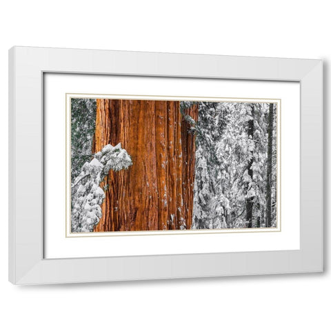 Giant Sequoia in the Congress Grove in winter-Giant Forest-Sequoia National Park-California-USA White Modern Wood Framed Art Print with Double Matting by Bishop, Russ