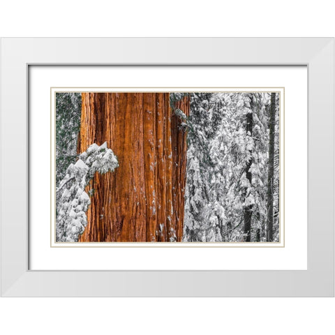 Giant Sequoia in the Congress Grove in winter-Giant Forest-Sequoia National Park-California-USA White Modern Wood Framed Art Print with Double Matting by Bishop, Russ