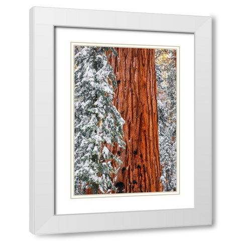 Giant Sequoia in the Congress Grove in winter-Giant Forest-Sequoia National Park-California-USA White Modern Wood Framed Art Print with Double Matting by Bishop, Russ