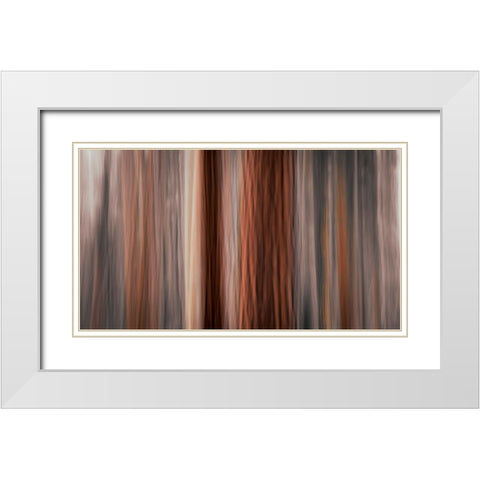Forest abstract-Yosemite National Park-California-USA White Modern Wood Framed Art Print with Double Matting by Bishop, Russ