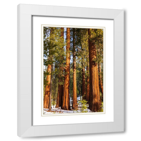 Giant Sequoia in the Mariposa Grove-Yosemite National Park-California-USA White Modern Wood Framed Art Print with Double Matting by Bishop, Russ