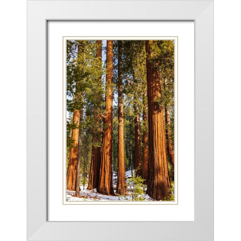 Giant Sequoia in the Mariposa Grove-Yosemite National Park-California-USA White Modern Wood Framed Art Print with Double Matting by Bishop, Russ