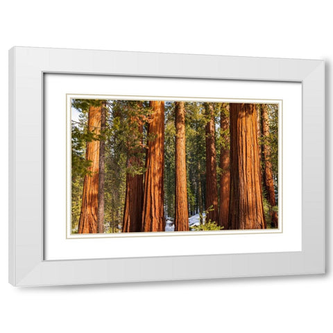 Giant Sequoia in the Mariposa Grove-Yosemite National Park-California-USA White Modern Wood Framed Art Print with Double Matting by Bishop, Russ