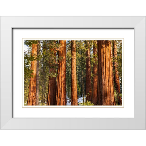 Giant Sequoia in the Mariposa Grove-Yosemite National Park-California-USA White Modern Wood Framed Art Print with Double Matting by Bishop, Russ