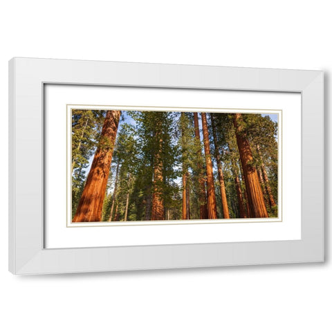 Giant Sequoia in the Mariposa Grove-Yosemite National Park-California-USA White Modern Wood Framed Art Print with Double Matting by Bishop, Russ