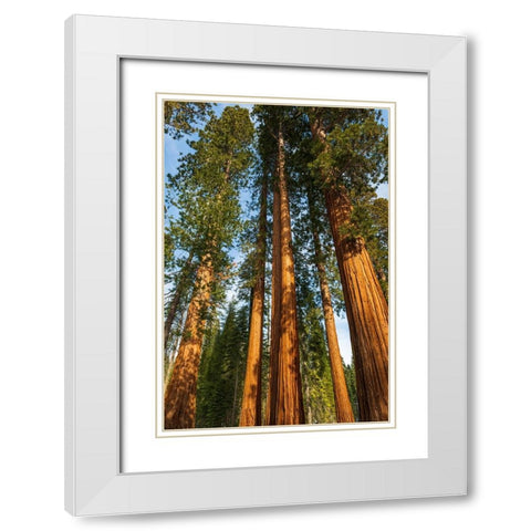 Giant Sequoia in the Mariposa Grove-Yosemite National Park-California-USA White Modern Wood Framed Art Print with Double Matting by Bishop, Russ