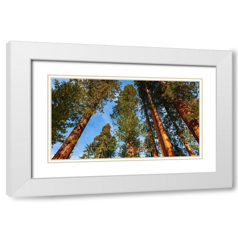 Giant Sequoia in the Mariposa Grove-Yosemite National Park-California-USA White Modern Wood Framed Art Print with Double Matting by Bishop, Russ