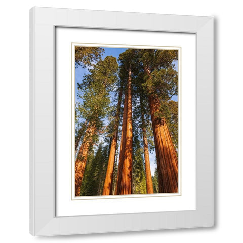 Giant Sequoia in the Mariposa Grove-Yosemite National Park-California-USA White Modern Wood Framed Art Print with Double Matting by Bishop, Russ