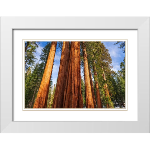 Giant Sequoia in the Mariposa Grove-Yosemite National Park-California-USA White Modern Wood Framed Art Print with Double Matting by Bishop, Russ
