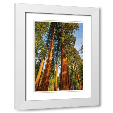 Giant Sequoia in the Mariposa Grove-Yosemite National Park-California-USA White Modern Wood Framed Art Print with Double Matting by Bishop, Russ