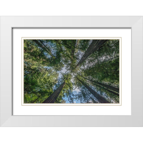 California-Humboldt Redwoods State Park-Bernard Willet and Mary Willet Grove-Coast Redwood Trees White Modern Wood Framed Art Print with Double Matting by Tilley, Rob