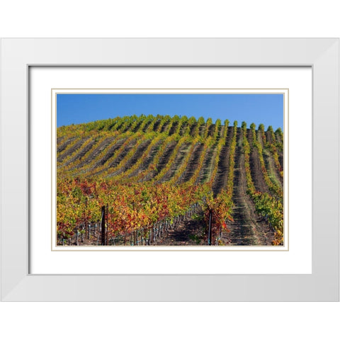 California-Sonoma wine country with rows of grapes during Autumn White Modern Wood Framed Art Print with Double Matting by Gulin, Sylvia
