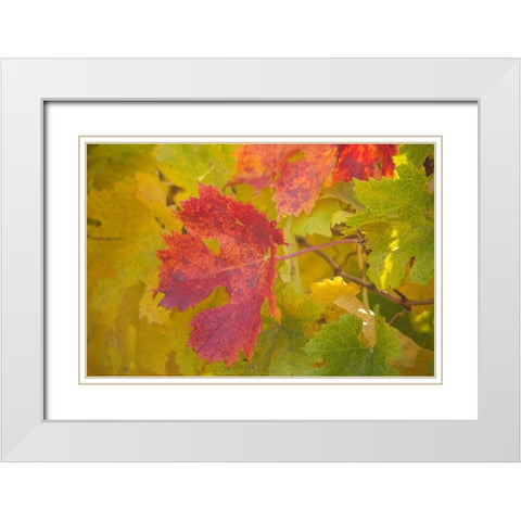 Sonoma-California fall colors on grape leaves White Modern Wood Framed Art Print with Double Matting by Gulin, Sylvia