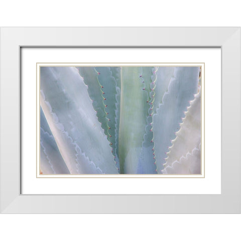 California-San Francisco-Golden Gate Park and the Conservatory of Flowers with grey toned cactus White Modern Wood Framed Art Print with Double Matting by Gulin, Sylvia