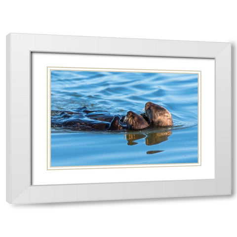 A juvenile and mother sea otter float together serenely in Moss Landing Harbor-California White Modern Wood Framed Art Print with Double Matting by Haddad, Sheila