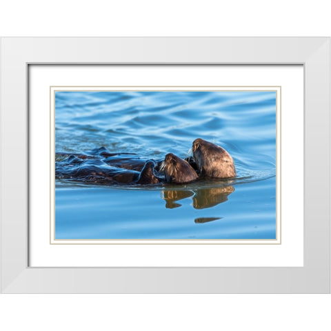 A juvenile and mother sea otter float together serenely in Moss Landing Harbor-California White Modern Wood Framed Art Print with Double Matting by Haddad, Sheila