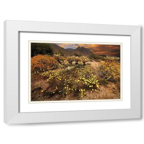 Desert wildflower bloom at Anza Borrego Park in California White Modern Wood Framed Art Print with Double Matting by SMO